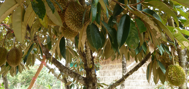 durian