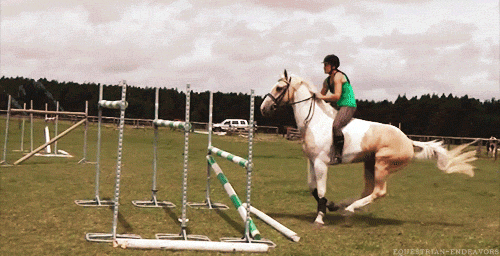 horse horse