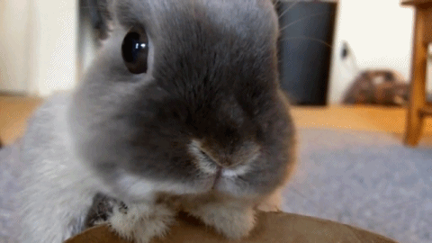 lapin lapin