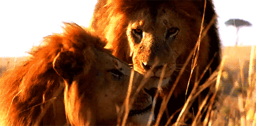 lions lions