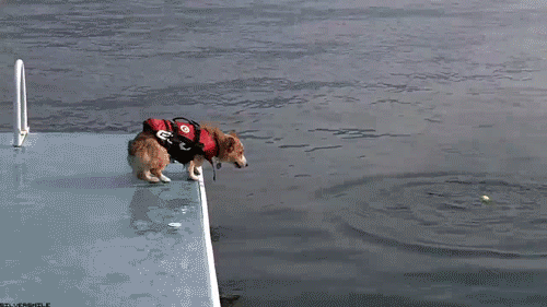 dog-jumps-water