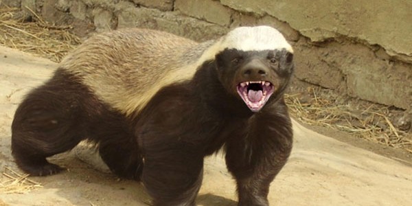 ratel-intro ratel-intro