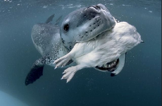ted-animaux