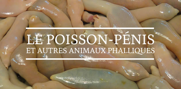 big-poisson-penis-animaux-phalliques-ver