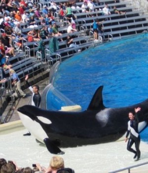 blackfish seaworld orque