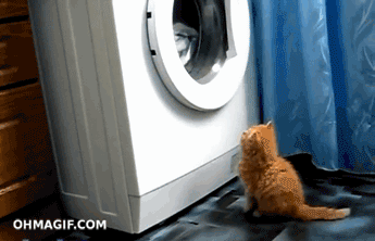 chat-lave-linge chat-lave-linge