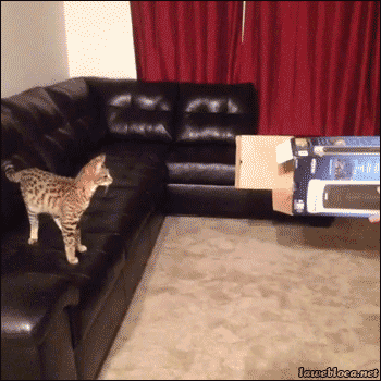 chat chat