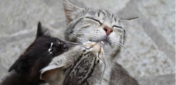 chatonlait1 chatonlait1