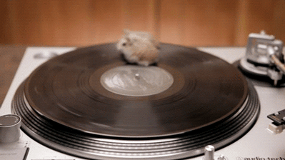 hamsters hamsters