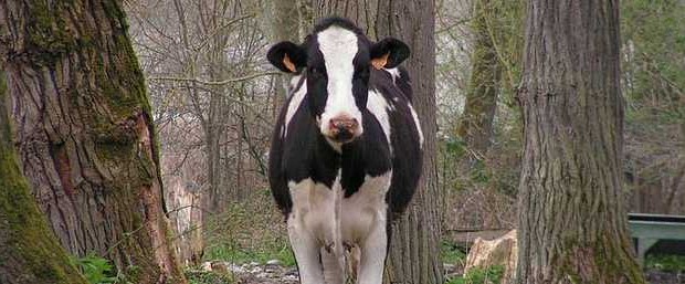 henriette1 henriette1