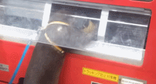 loutre loutre