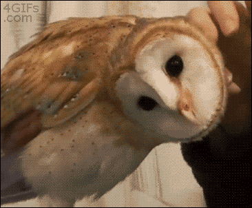 owl owl