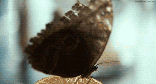 papillon papillon