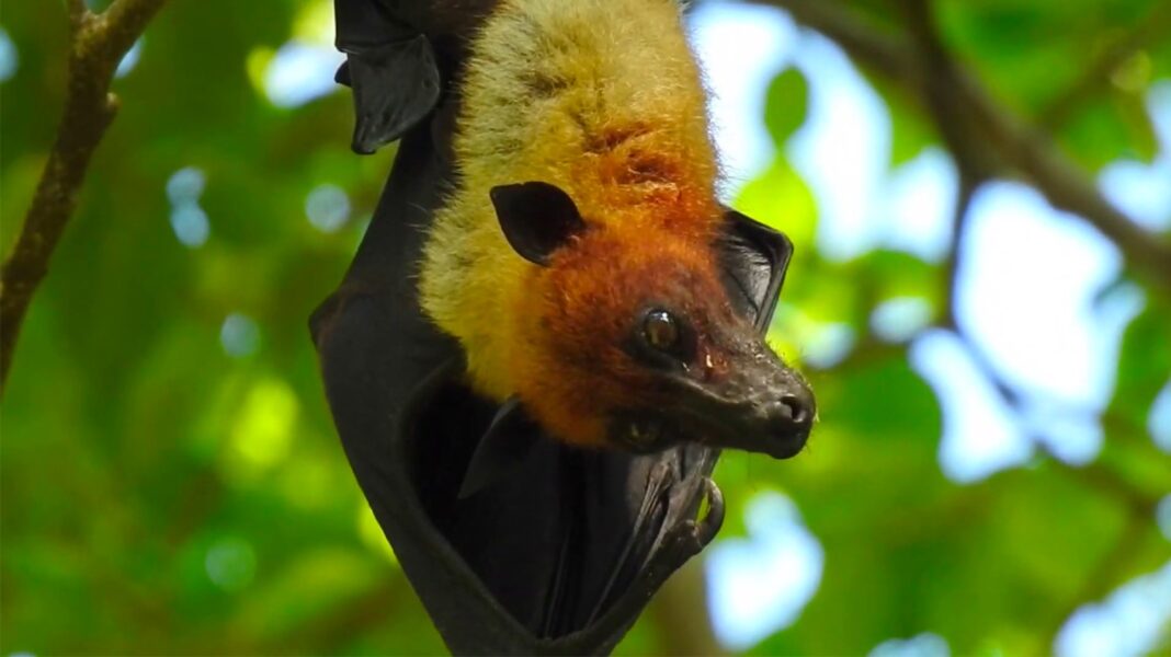 j-avais-la-phobie-des-chauves-souris-puis-j-ai-d-couvert-le-renard