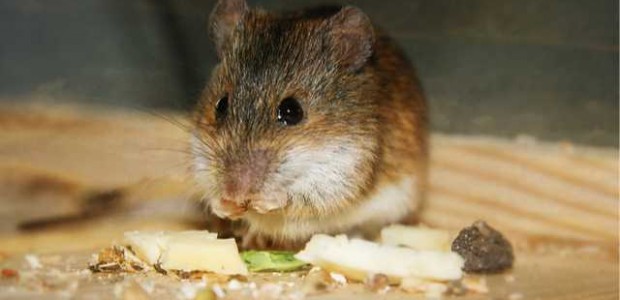 souris1 souris1