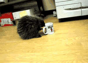 tasse tasse