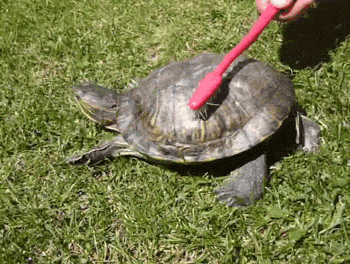 tortue tortue