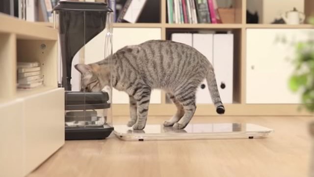 bistro-smart-cat-feeder-gamelle-chats-wtf