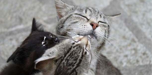 chatonlait chatonlait