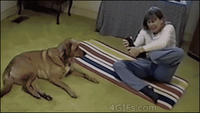 chien chien