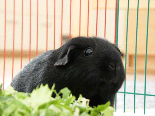 cochondinde cochondinde