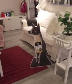 ikea-favoriser-adoption-chiens