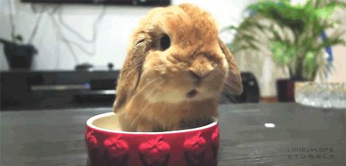 lapin lapin