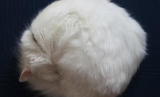 sadcat1 sadcat1