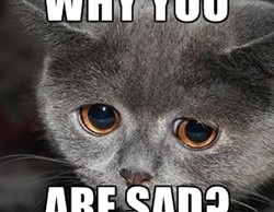 sadcat2 sadcat2