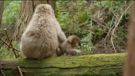 singe singe