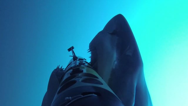 attaque-requin-sharkcam