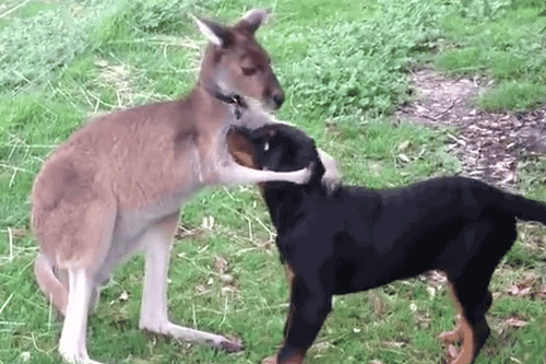 calin calin