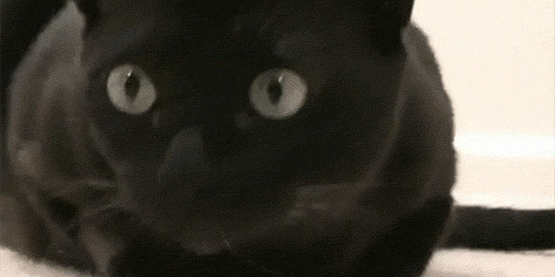 chat-yeux-pupilles