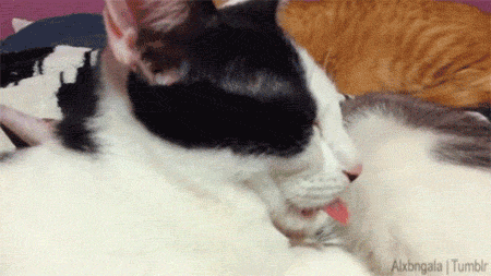 chat2 chat2
