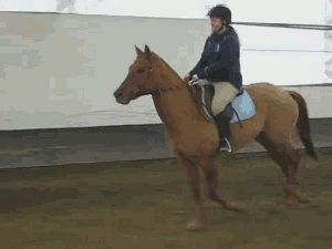 cheval cheval