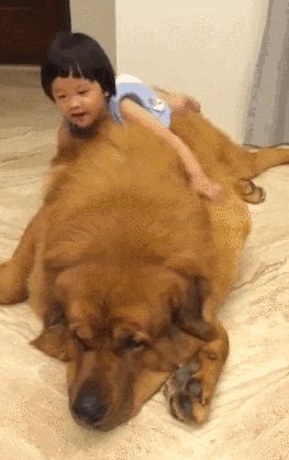 chien chien