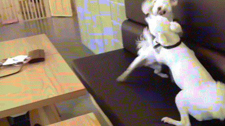 chiens chiens