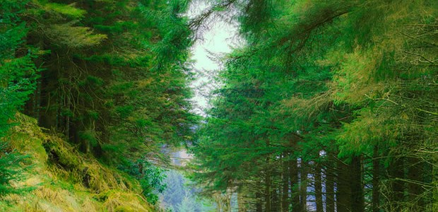 foret-de-pins foret-de-pins