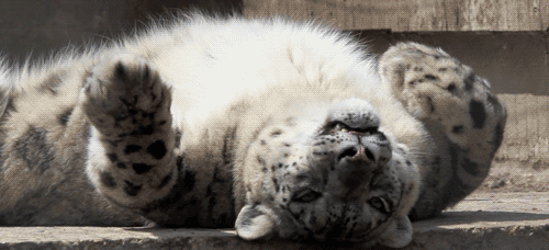 leopard leopard