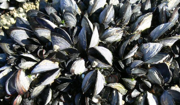 moule