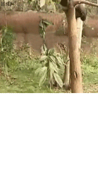 panda panda