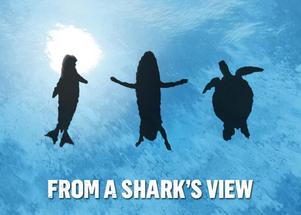 shark-view