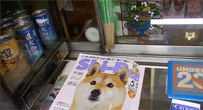shiba shiba