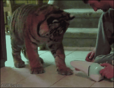 tigre tigre