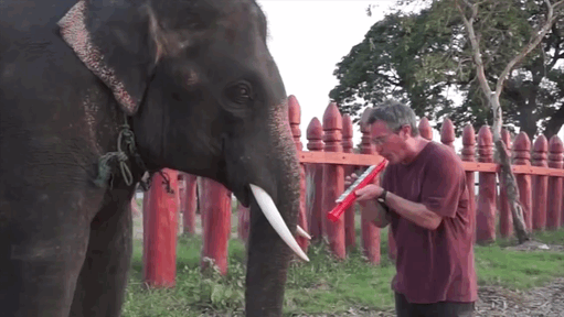 elephant elephant