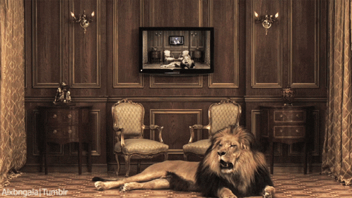 lion lion