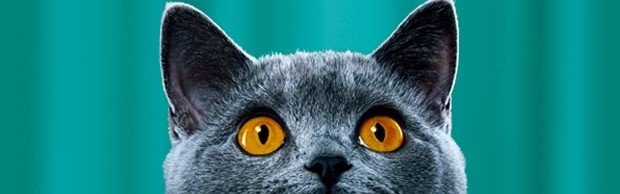 lou-chat lou-chat