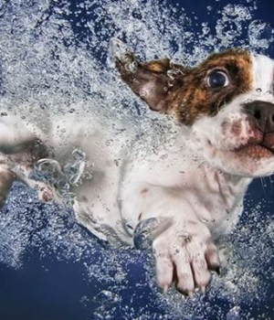 underwater-puppies-chiots-eau