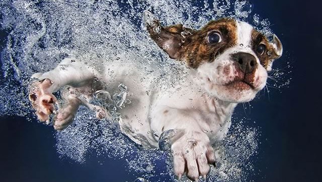 underwater-puppies-chiots-eau