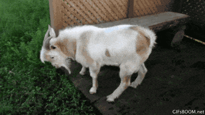 chevre chevre